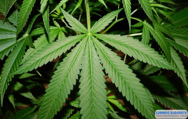 Usuários-de-cannabis-são-mais-empáticos-e-pró-sociais,-diz-estudo