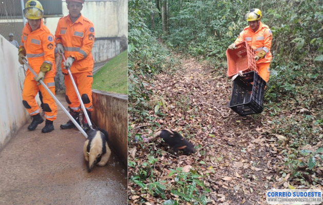 Bombeiros-resgatam-tamanduá-em-Arceburgo