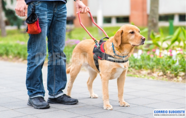 Guaxupé-garante-acesso-com-cão-guia-e-apoio-emocional