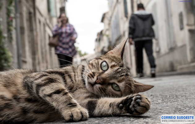 Homem-é-condenado-por-atropelar-e-matar-gato-em-Guaranésia