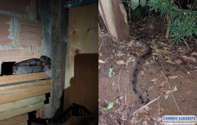 Bombeiros-capturam-jiboia-em-quintal-de-residência-em-Guaranésia-e-devolvem-animal-à-natureza