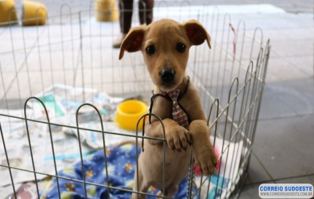 Comissão-aprova-projeto-que-leva-condenados-a-prestarem-serviços-em-abrigos-de-animais