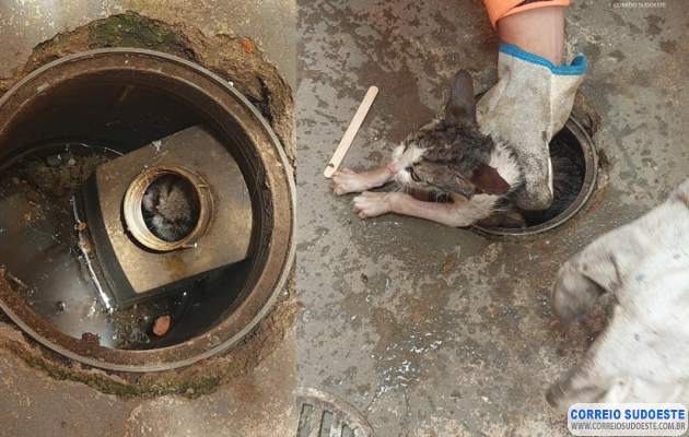 Gatinho-“encanado”-é-resgatado-por-bombeiros-em-Guaxupé