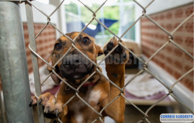MPMG-promove-conferência-regional-sobre-proteção-animal,-em-Passos