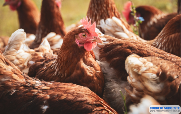 Câmara-de-Guaxupé-libera-criação-de-galinhas-na-área-urbana,-mas-mantém-proibição-para-galos
