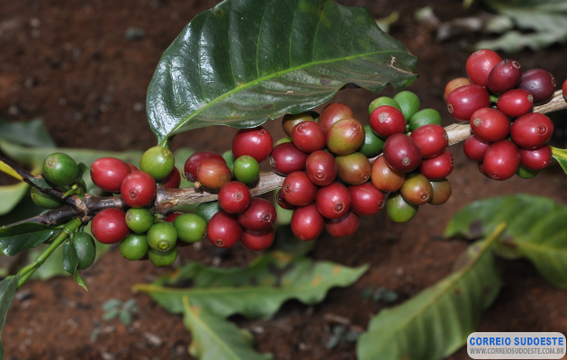 Conab-estará-em-Guaxupé-para-levantamento-de-custo-de-produção-do-café-arábica-em-Minas-Gerais