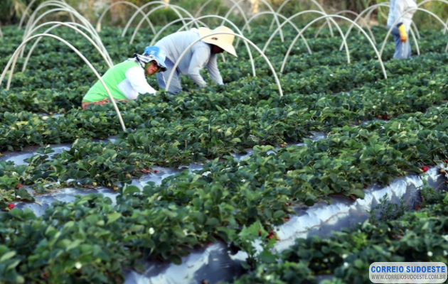 Produtor-rural-terá-acesso-a-mentoria-gratuita-ao-contratar-crédito-do-BDMG-para-investir-em-agricultura-sustentável